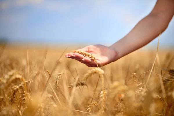 Female hand stroking the stems of wheat — Stock Photo, Image