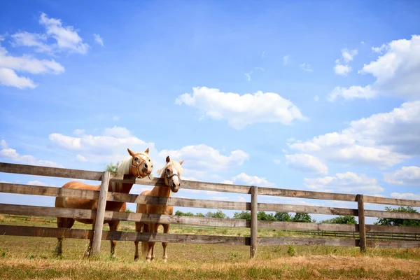 stock image Two horses on fence
