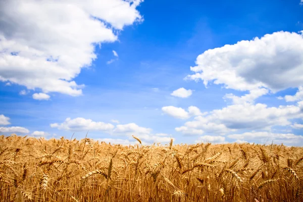 Zlaté pšeničné pole s modrou oblohou — Stock fotografie