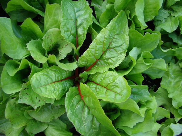 Świeżej sałaty zielonej sałaty zbliżenie — Zdjęcie stockowe