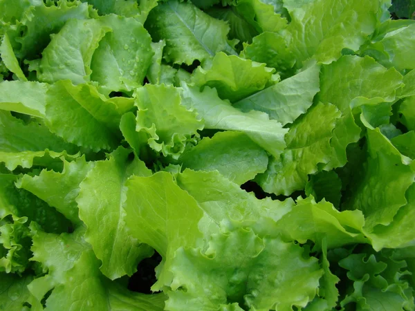 Frischer grüner Salat in Nahaufnahme — Stockfoto