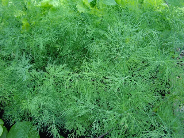 stock image Fresh green fennel closeup