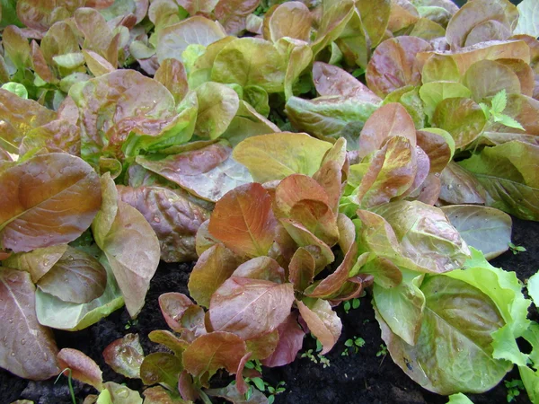 Fresh green lettuce salad closeup — Stock Photo, Image