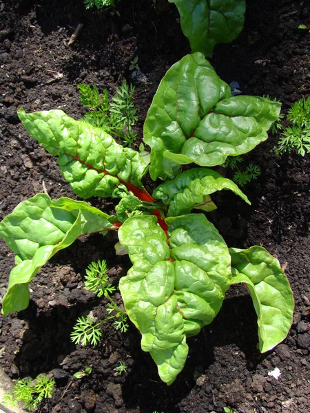 Fresh green beet closeup — Stock Photo, Image