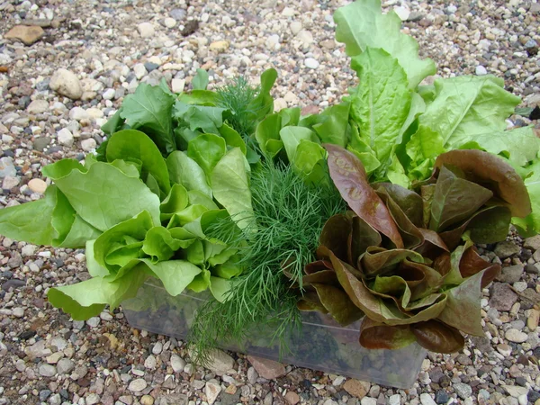 Taze yeşil rezene ve salata portre — Stok fotoğraf