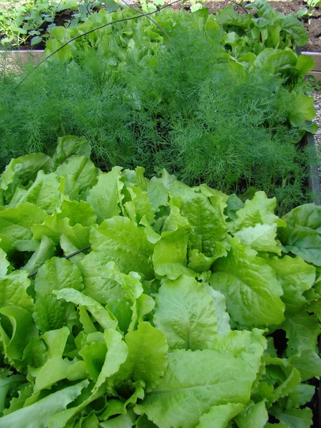 Fresh green fennel and salad closeup — Stock Photo, Image