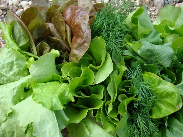 Verse groene venkel en salade close-up — Stockfoto