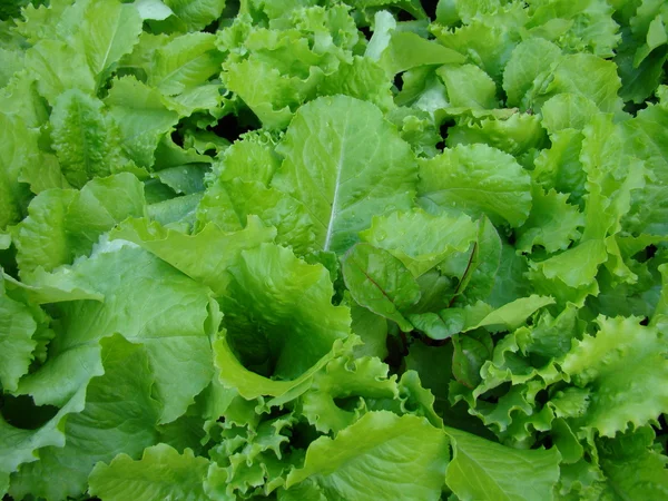 Verse groene sla salade close-up — Stockfoto