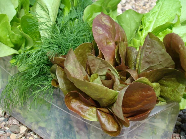 Frischer grüner Fenchel und Salat in Nahaufnahme — Stockfoto
