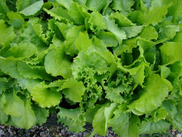 Friss zöldsaláta saláta közelkép — Stock Fotó