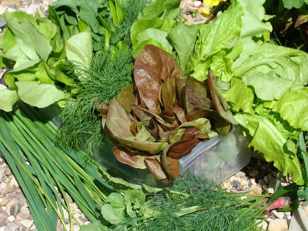 Świeży zielony sałatka z kopru włoskiego i zbliżenie — Zdjęcie stockowe