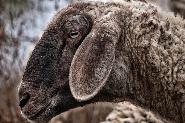 Одна овца — стоковое фото