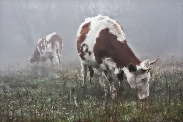 Δύο αγελάδες — Φωτογραφία Αρχείου