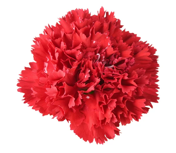 Carnation — Stock fotografie