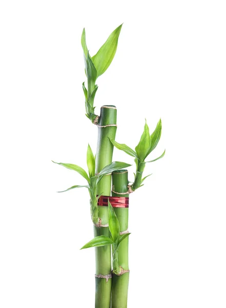 Chino suerte bambú — Foto de Stock