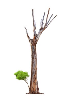 Old tree on white background.Concept death and life revival. clipart