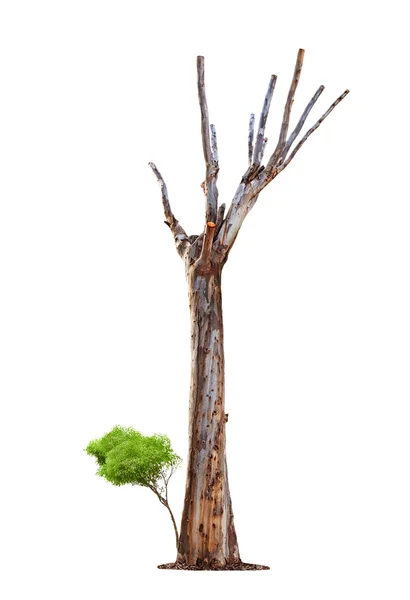 Stare drzewo na ożywienie życia i śmierci biały background.concept. — Zdjęcie stockowe