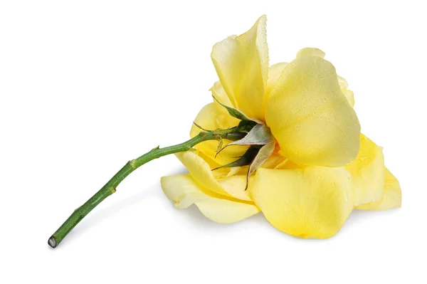 Hermosa rosa amarilla —  Fotos de Stock