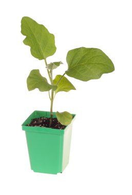 Eggplant seedling ready for transplanting clipart