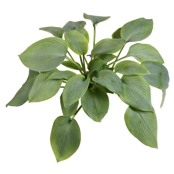 푸른 잎이 달린 hosta의 고립 된 식물 — 스톡 사진
