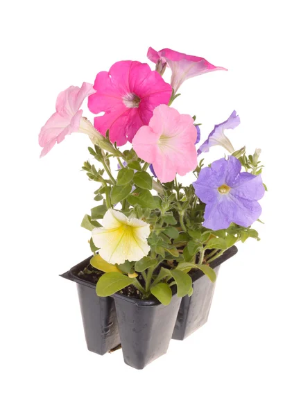 Petunia plantor redo för omplantering-Pack — Stockfoto