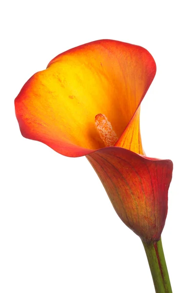 Einzelne Blume einer orangen Calla-Lilie — Stockfoto