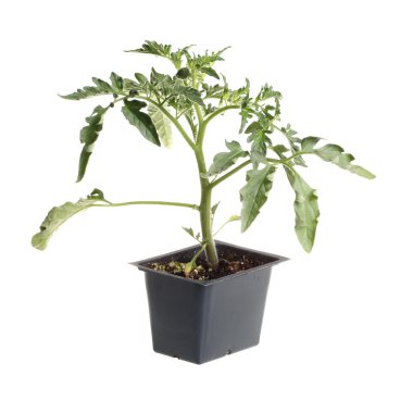 Single seedling of a tomato isolated against white clipart