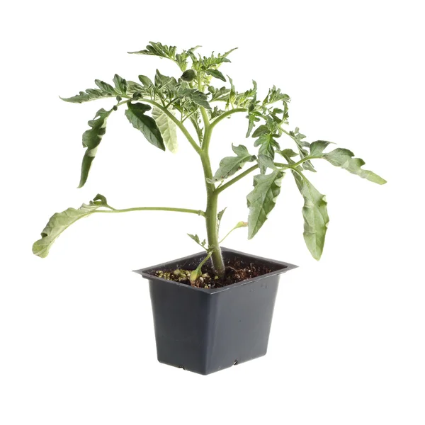 Planta cultivada de sementes simples de um tomate isolado contra o branco — Fotografia de Stock