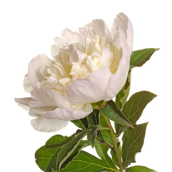 Стебель и цветок белого пиона — стоковое фото