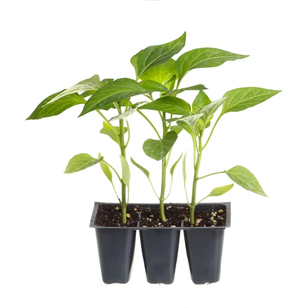Förpackning med tre peppar plantor isolerade mot vit Stockbild