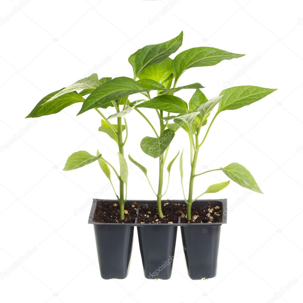 Pack of three pepper seedlings isolated against white