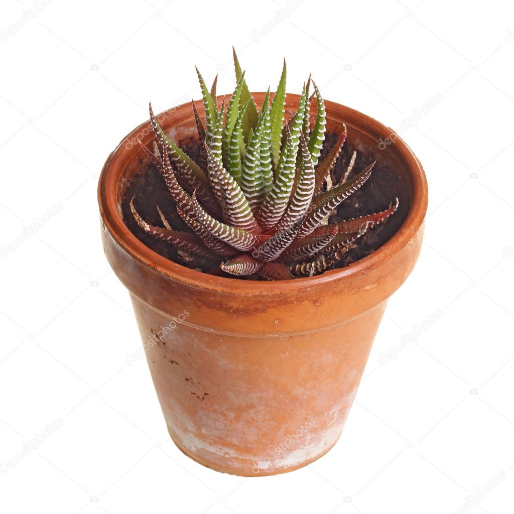 Small potted Haworthia plant against white
