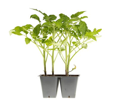 Tomato seedlings ready for transplanting clipart