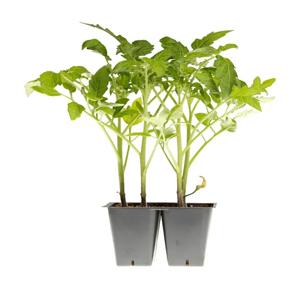 Tomato seedlings ready for transplanting — Stock Photo, Image