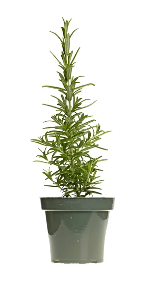 Planta de rozmarin într-o oală verde de plastic — Fotografie, imagine de stoc