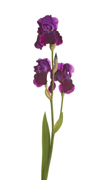 3 つの紫色のアイリスの花と茎します。 — ストック写真