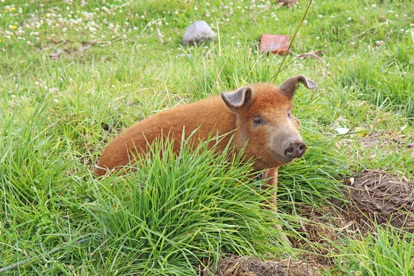 Porco doméstico vivo no Equador — Fotografia de Stock