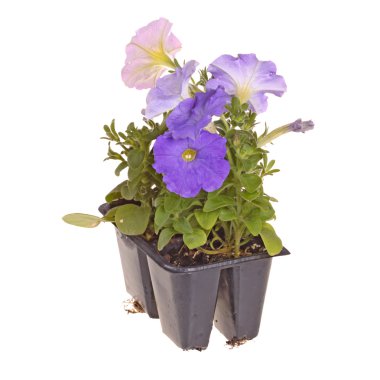 Pack of four petunia seedlings ready for transplanting clipart