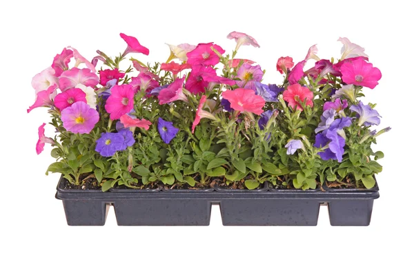 Lägenheten av färgglada petunia plantor redo för omplantering — Stockfoto