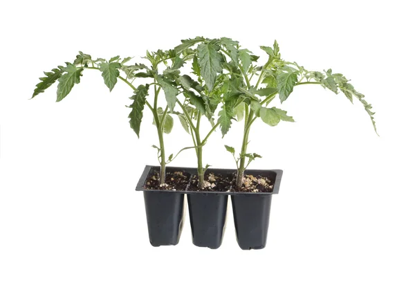 Embalagem de três mudas de tomate isoladas contra o branco — Fotografia de Stock