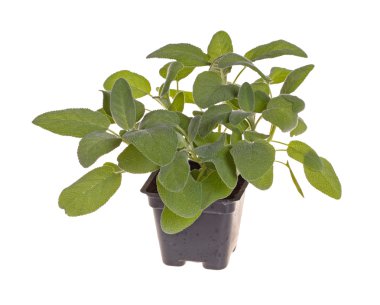 Small plant of sage in a black plastic pot clipart