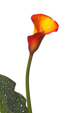 Single flower of an orange calla lily and partial leaf clipart