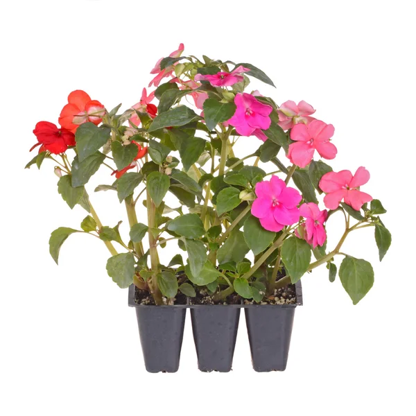 Pack of three impatiens seedlings ready for transplanting — Stock Photo, Image