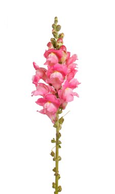 Single stem of pink shapdragon flowers isolated on white clipart