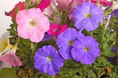 Colorful flowers of petunia fill the frame clipart