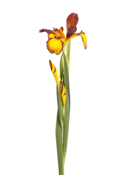 Stonek a květiny Iris spuria izolované na bílém — Stock fotografie