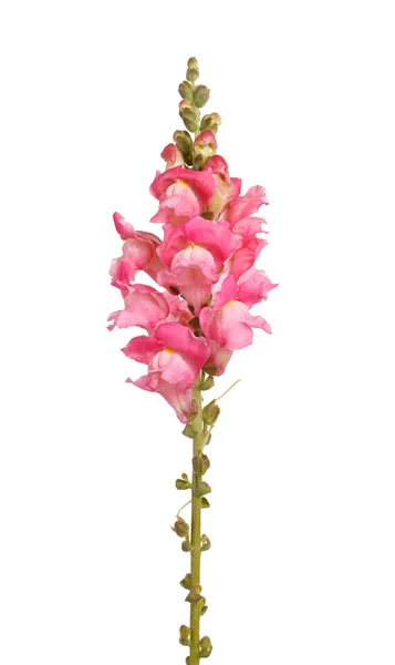 单茎的粉红色 shapdragon 花白色上孤立 — 图库照片