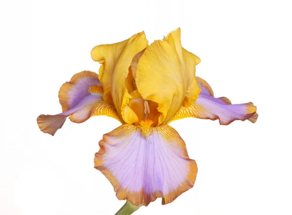 Egyetlen cultivar iris Brown lasszó elszigetelt fehér virág — Stock Fotó