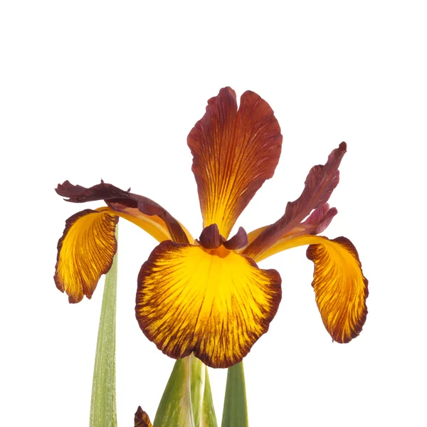 Única flor de íris Spuria isolado em branco — Fotografia de Stock