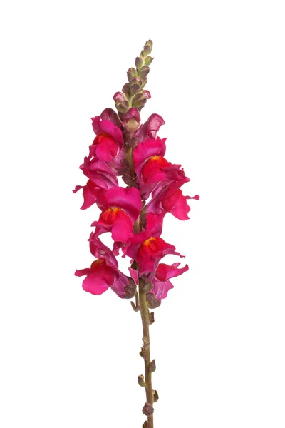 Enda stam av röda shapdragon blommor isolerad på vit — Stockfoto